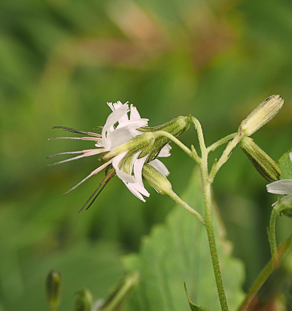 Nabalus alatus