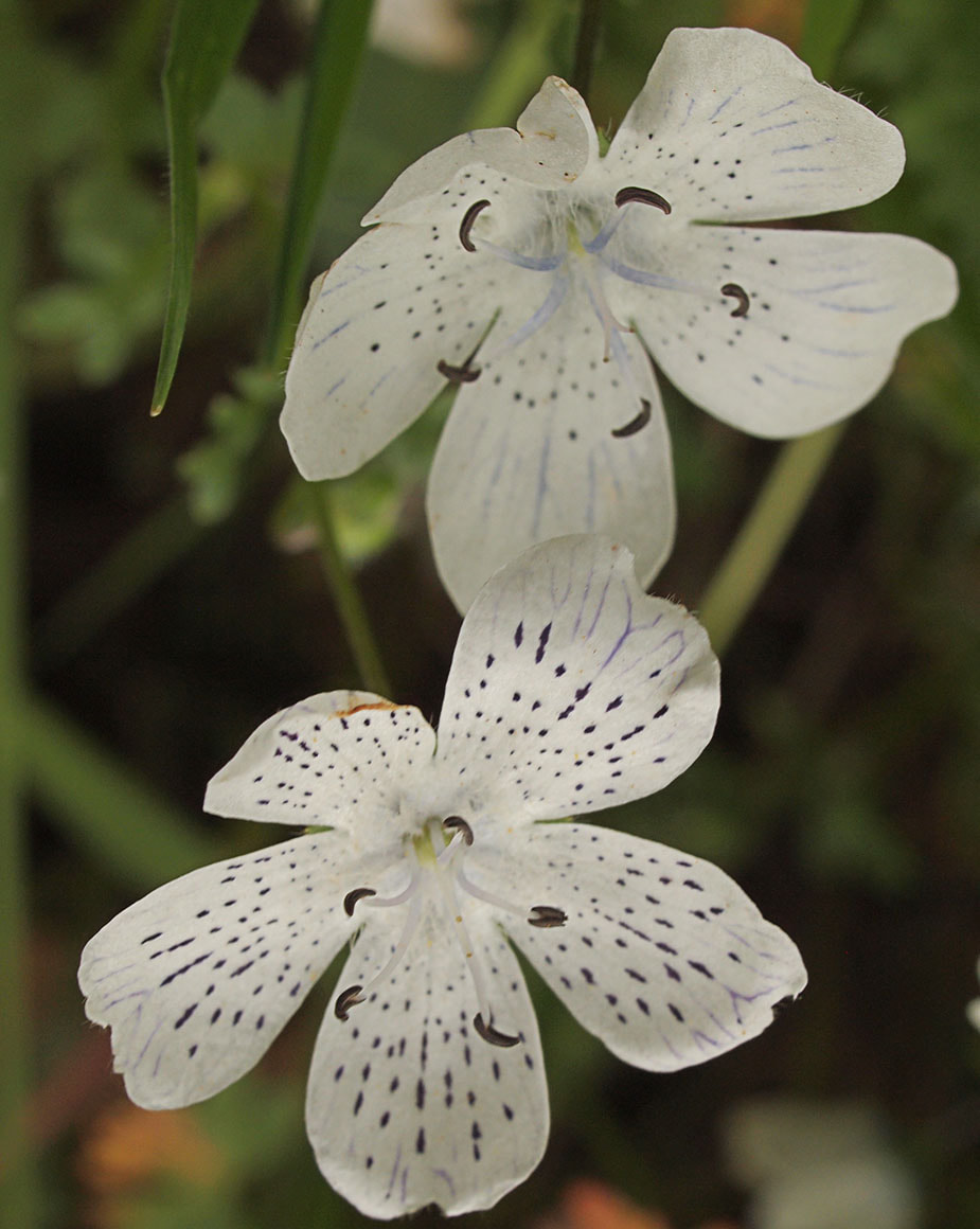 Nemophila menziesii var. atomara