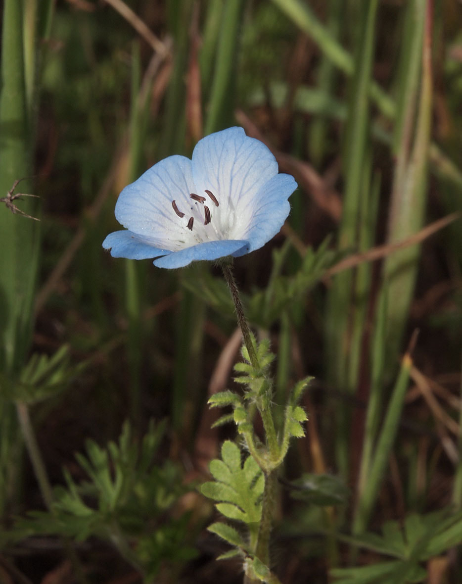 Nemophila menziesii var. menziesii