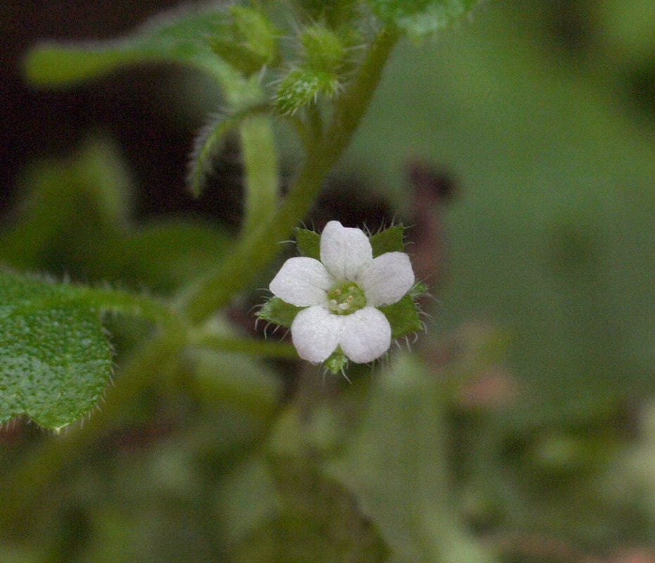 Nemophila parviflora var. parviflora