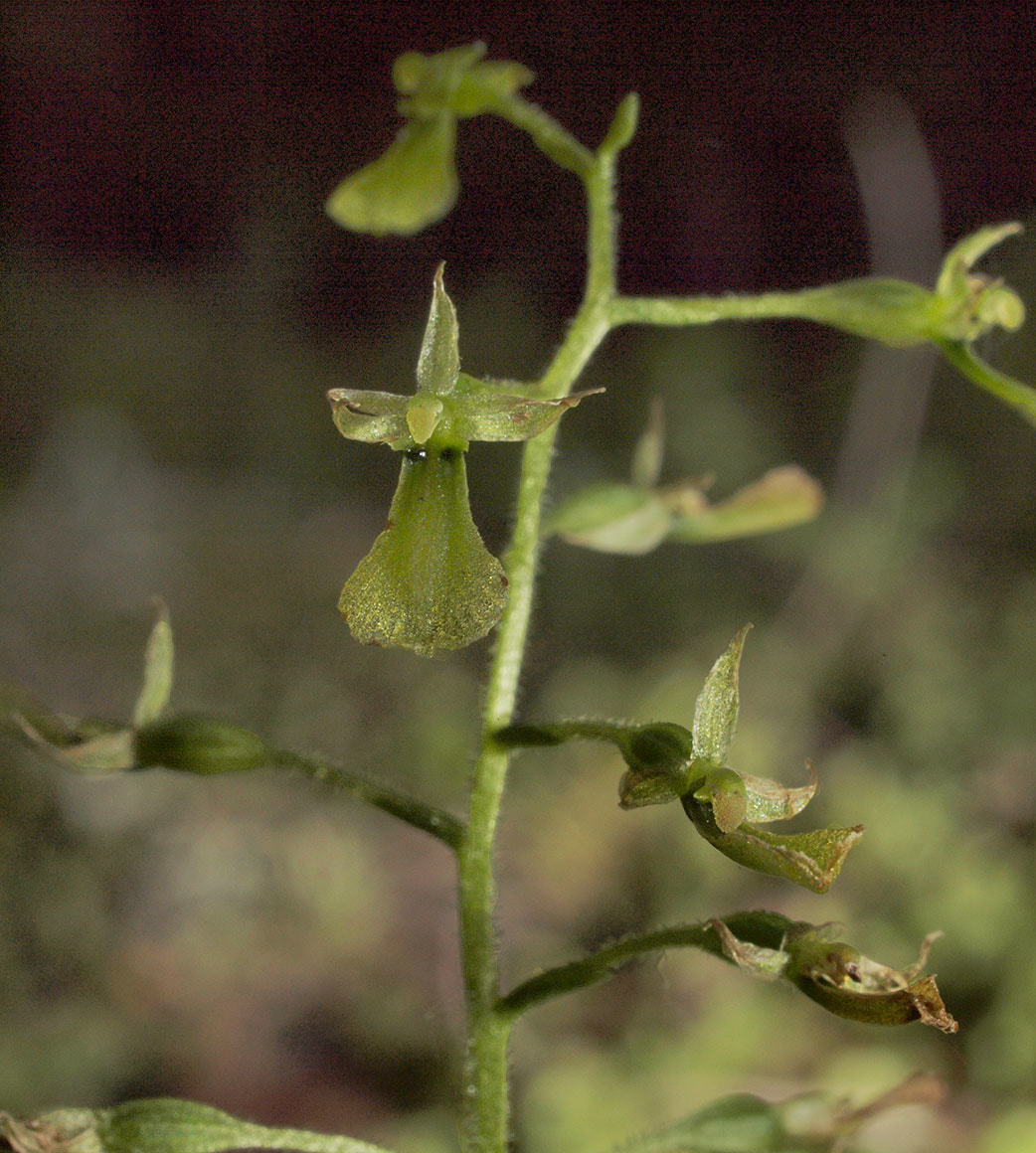 Neottia convallaroides