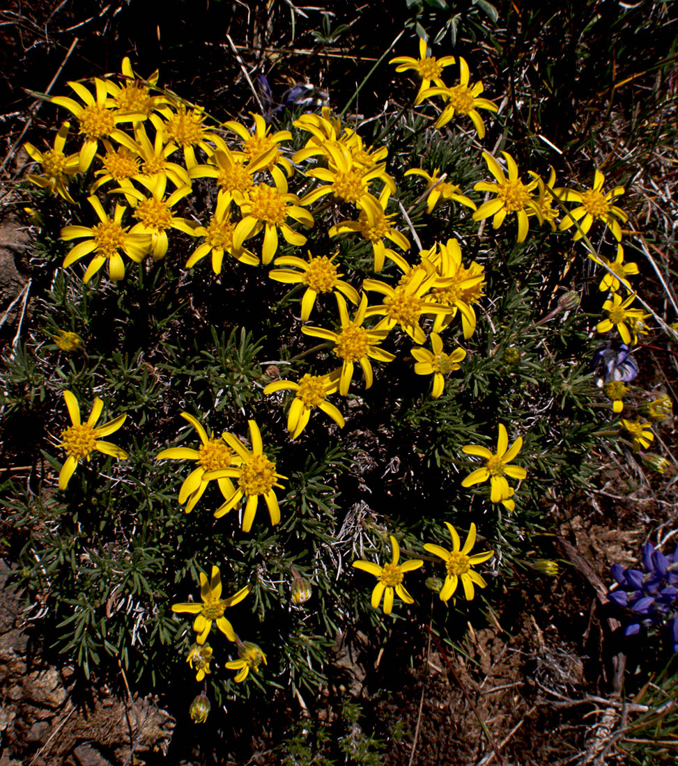 Nestotus stenophyllus