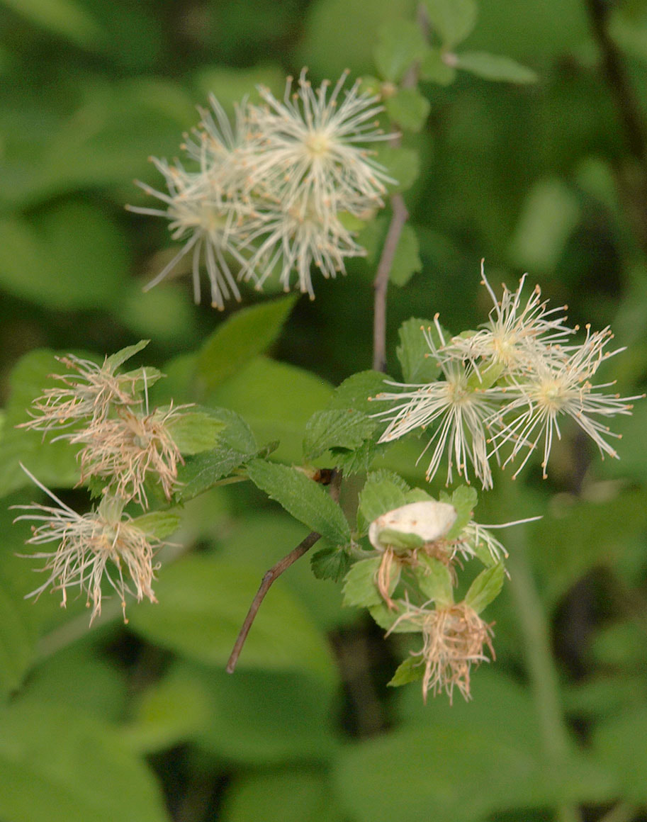 Neviusia alabamensis