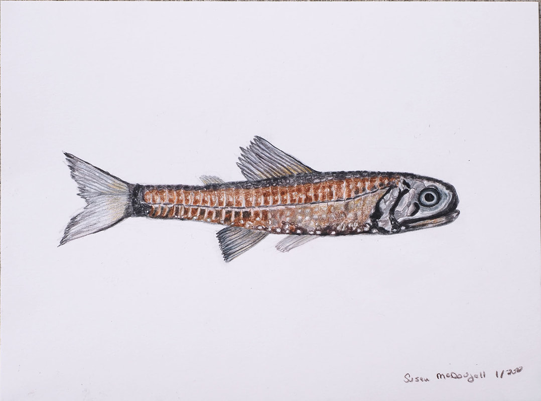 Northern Lampfish (Stenobrachius leucopsarus)