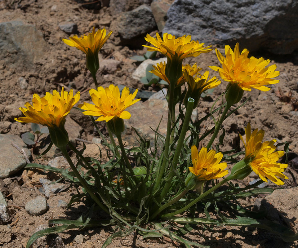 Nothocalais alpestris