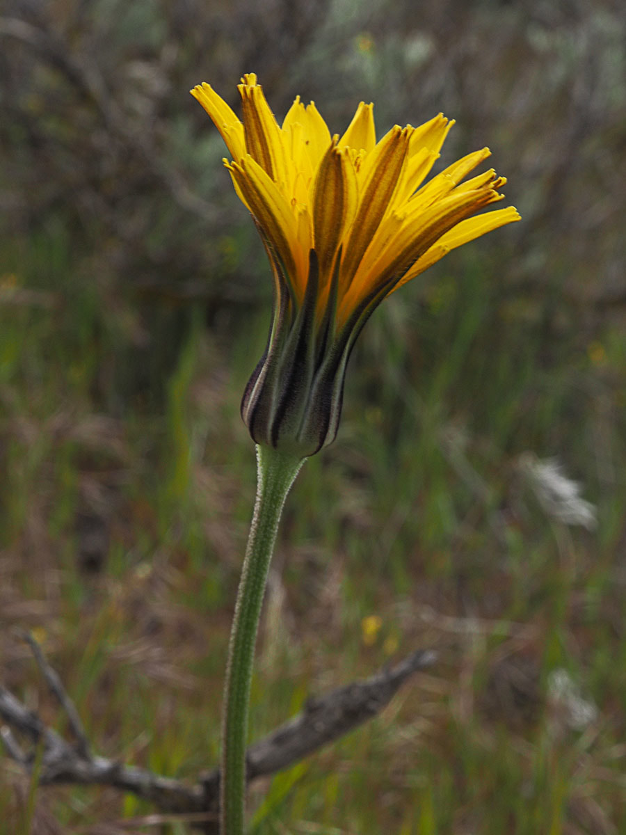 Nothocalais troximoides