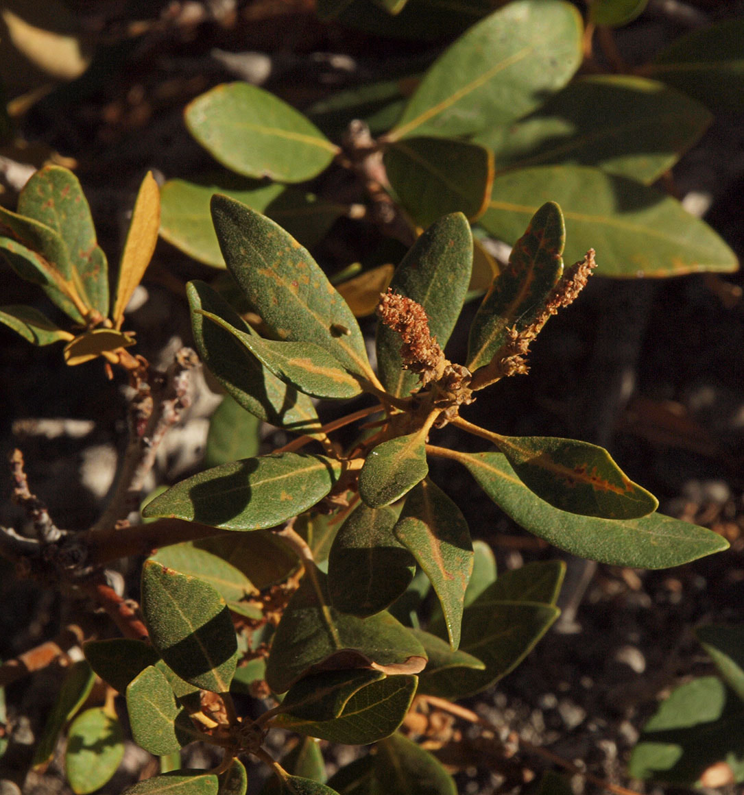 Notholithocarpus densiflorus var. echinoides