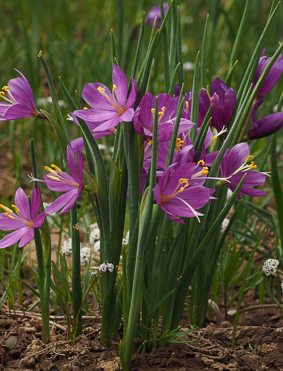 Olsynium douglasii var. douglasii