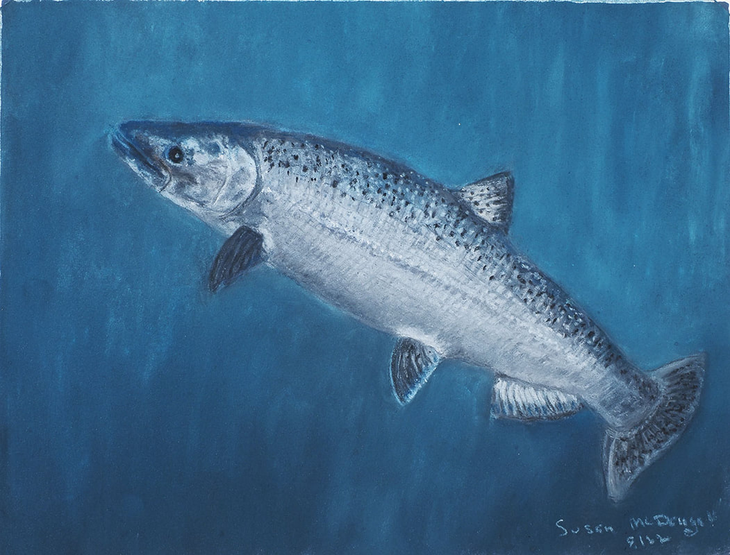 Chinook Salmon (Oncorhynchus Tshawytscha)