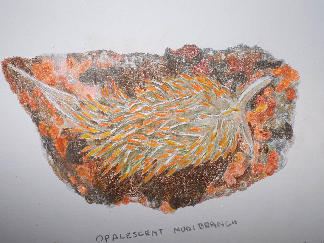 Opalescent Nudibranch - Colored Pencil