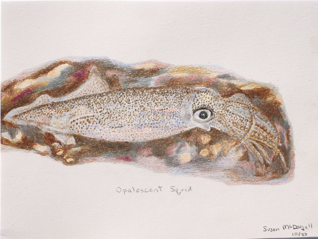 Opalescent Squid