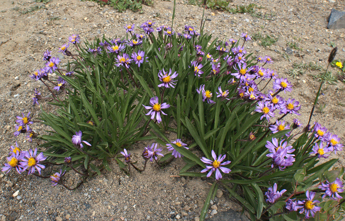 Oreostemma alpigenum var. alpigenum