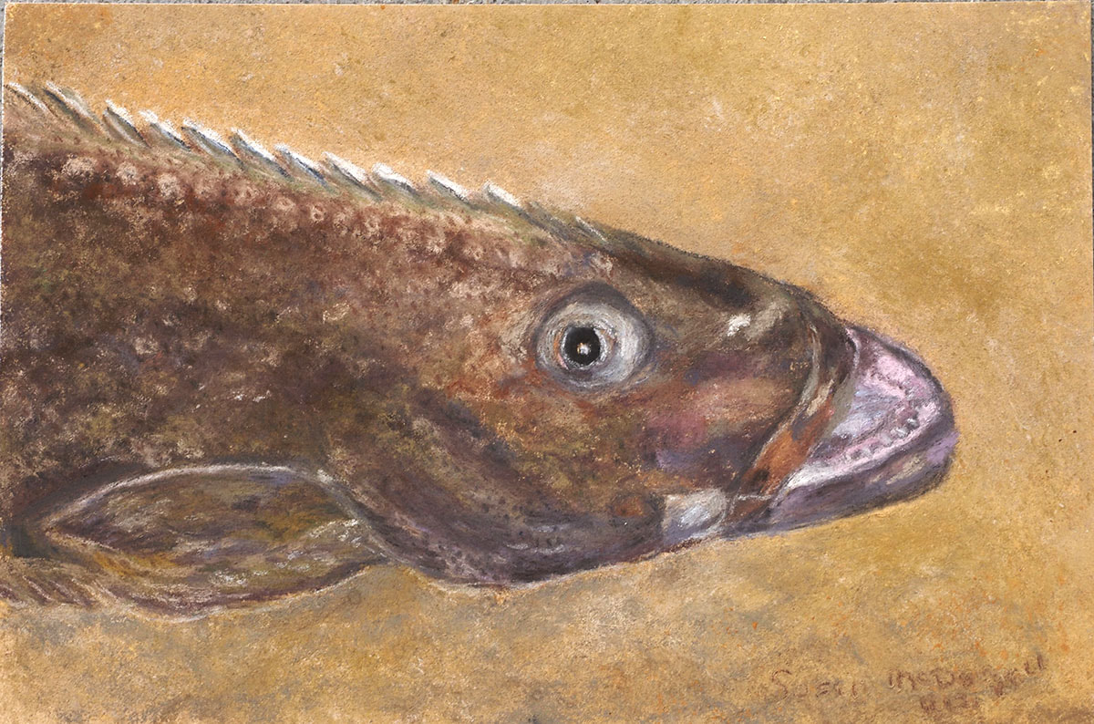 Pacific Halibut (Hippoglossus stenolepis)