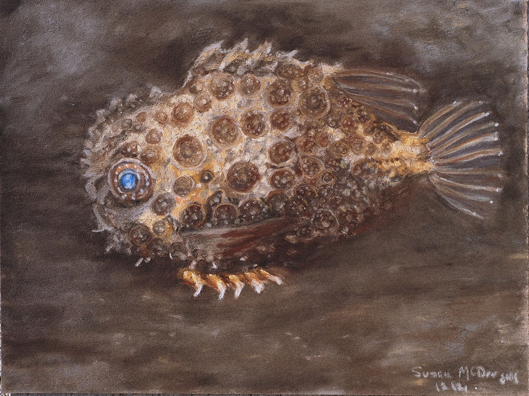 Pacific Spiny Lumpsucker (Eumicrotremis orbis)
