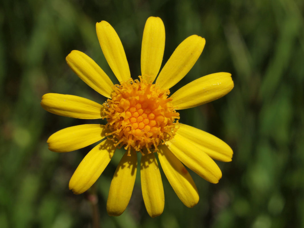 Packera pseudaurea var. pseudaurea