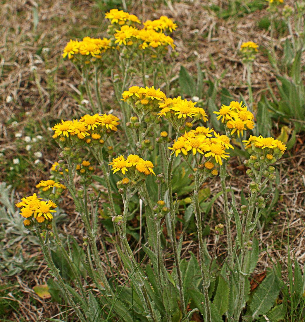 Packera tomentosa