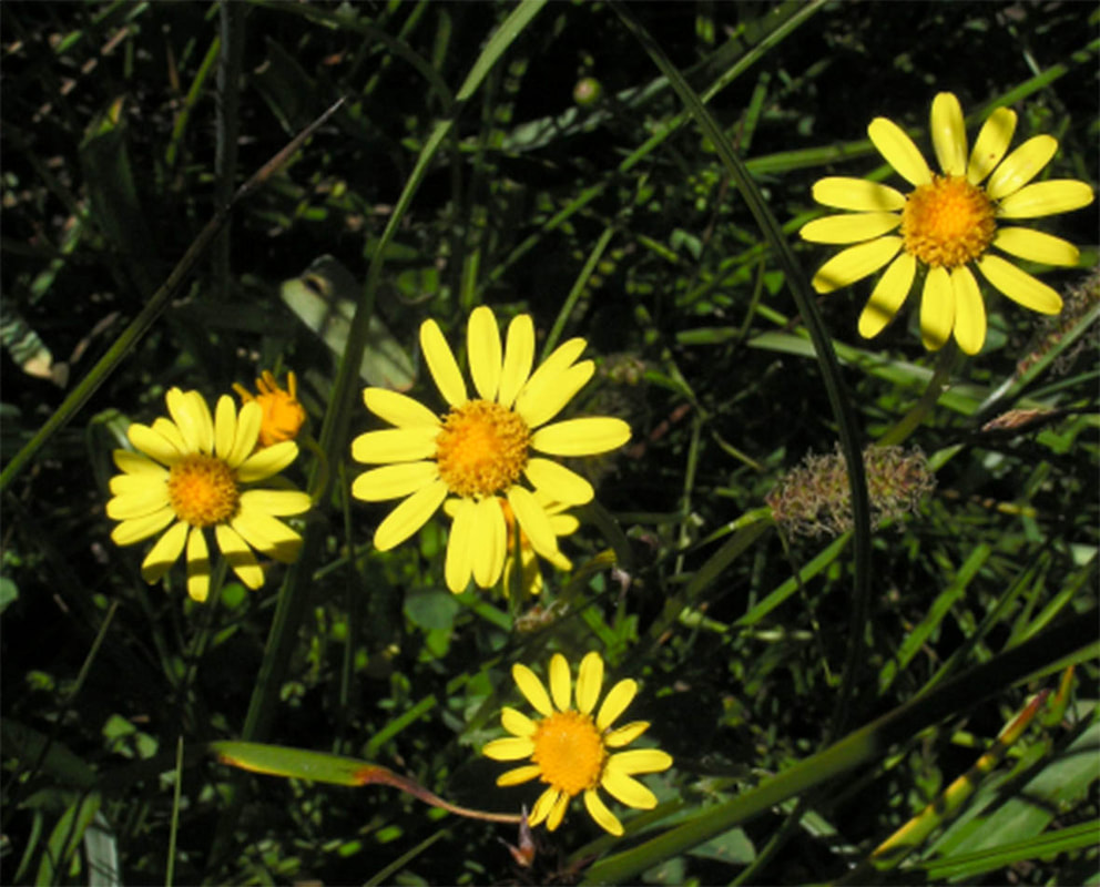 Packera streptanthifolia