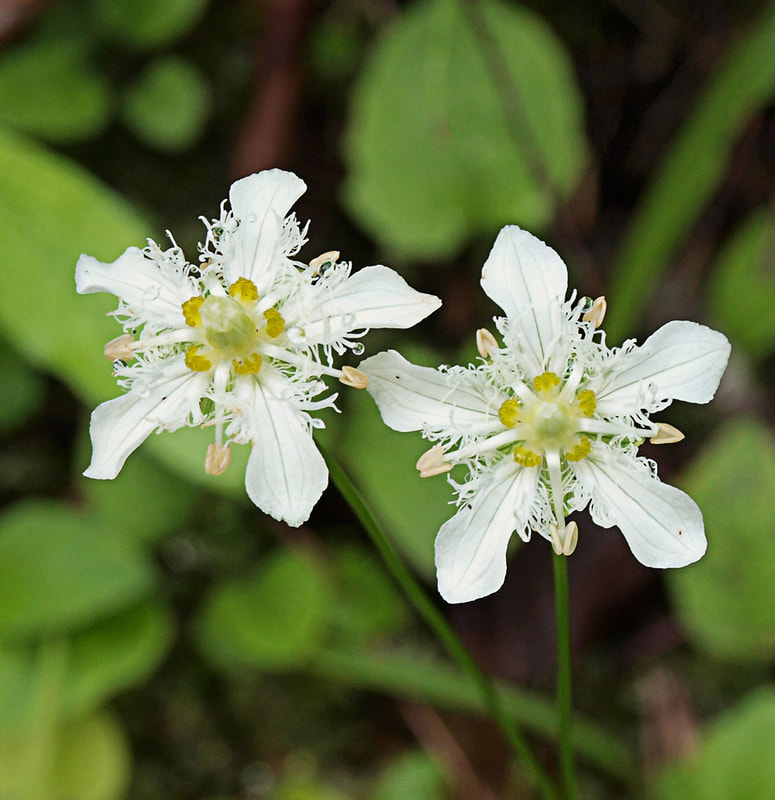 Parnassia fimbriata