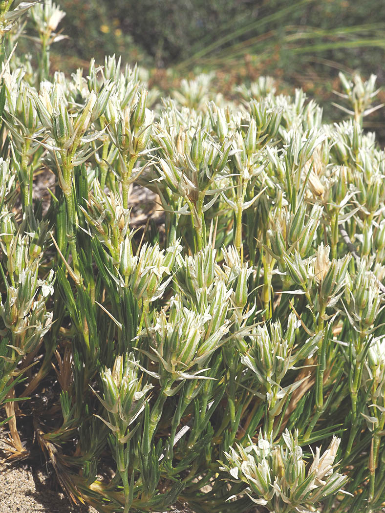 Paronychia sessiliflora