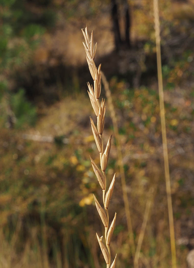 Pascopyrum smithii