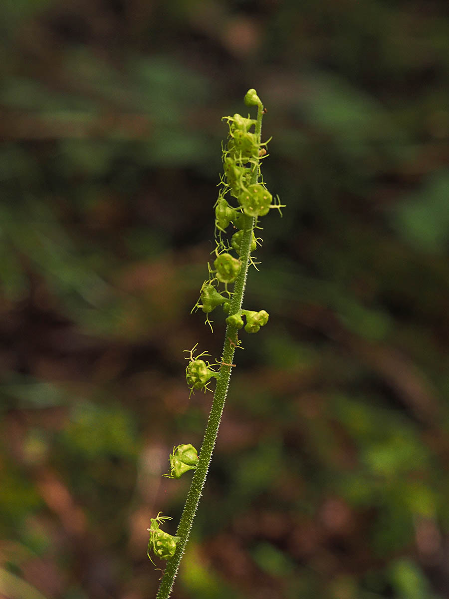 Pectiantia ovalis (Coastal mitrewort)