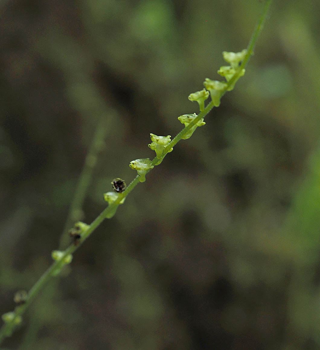 Pectiantia ovalis