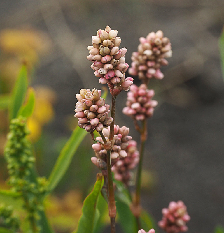 Persicaria amphibia