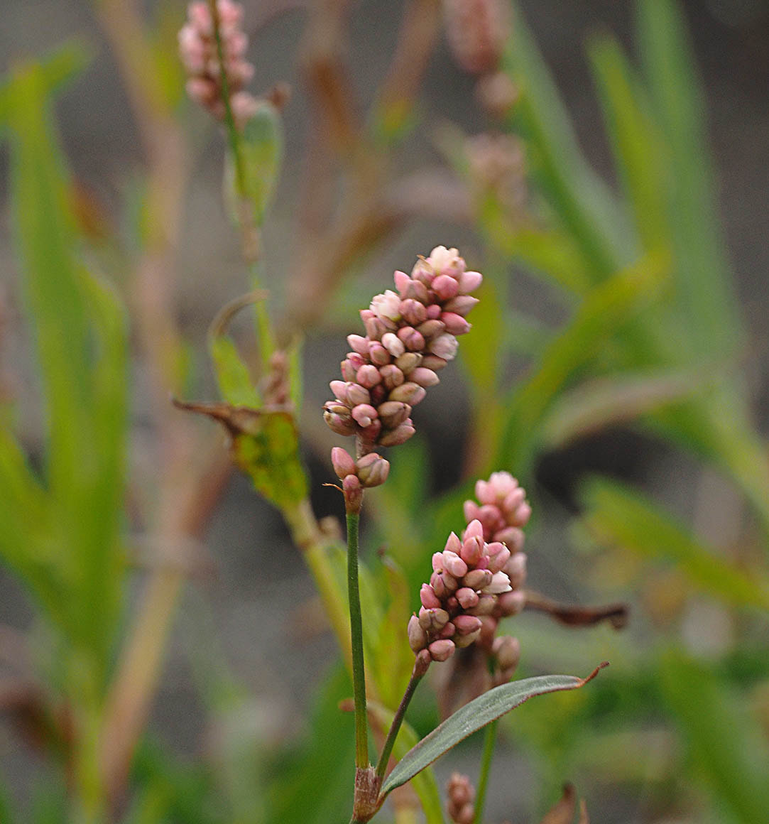 Persicaria amphibia