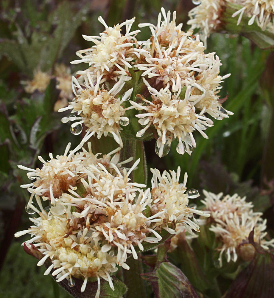 Petasites frigidus var. frigidus