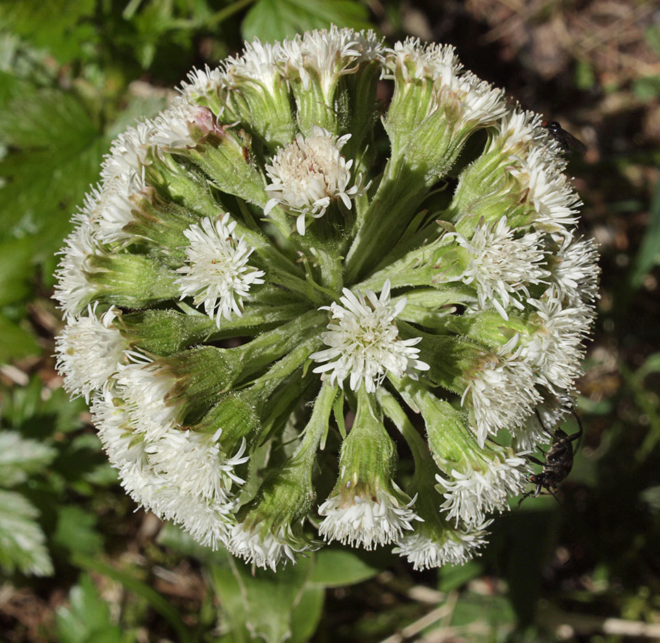 Petasites frigidus var. palmatus