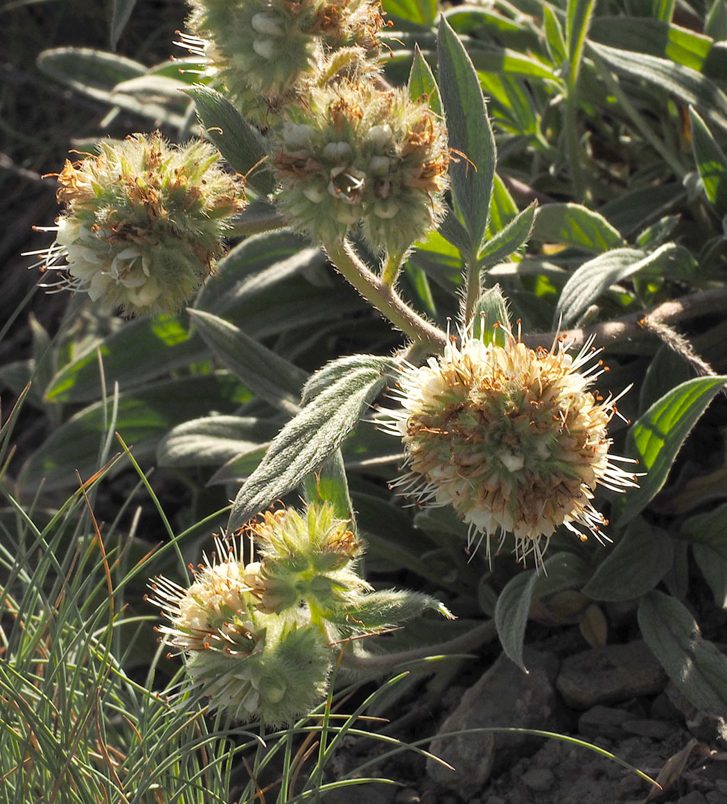 Phacelia hastata var. leptosepala