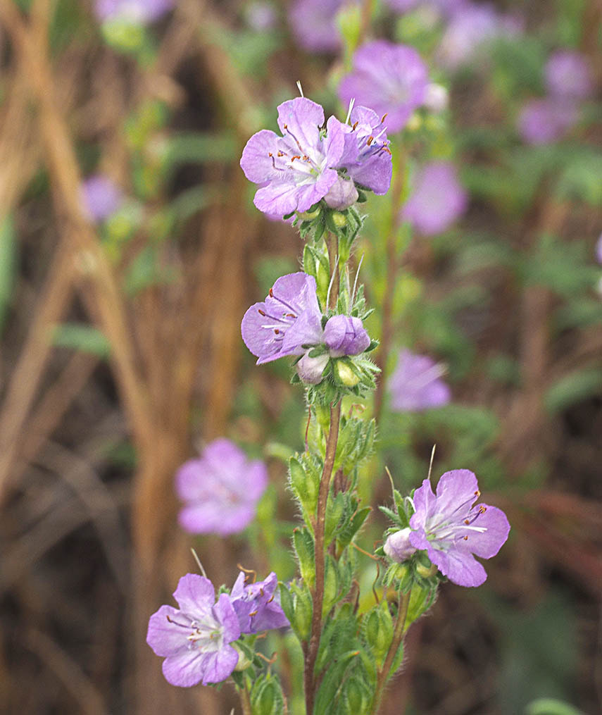 Phacelia linearis (Thread-leaf phacelia)