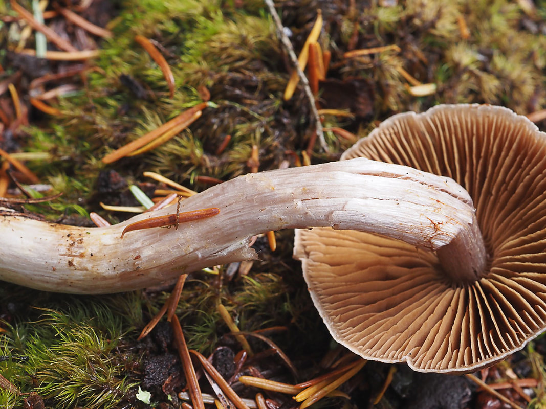 Phaeocollybia spadicea