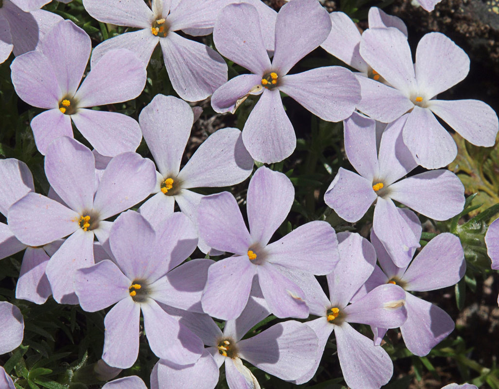 Phlox diffusa ssp. longistylis