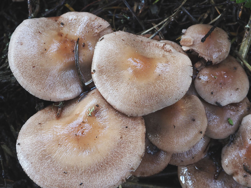 Pholiota cf decora