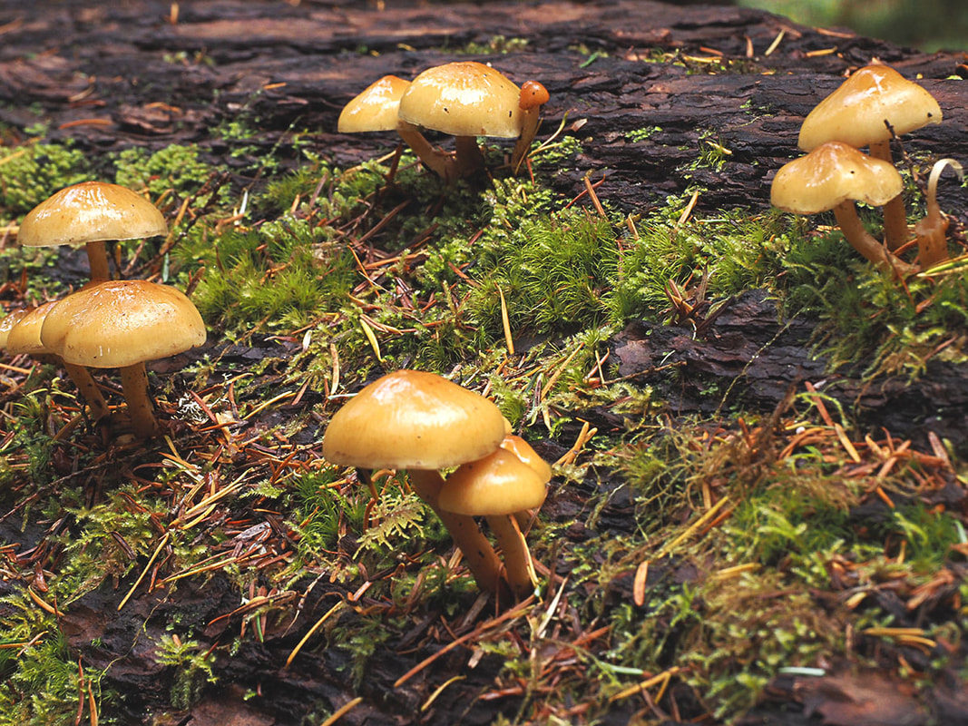 Pholiota mutabilis