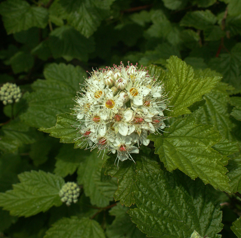 Physocarpus capitatus
