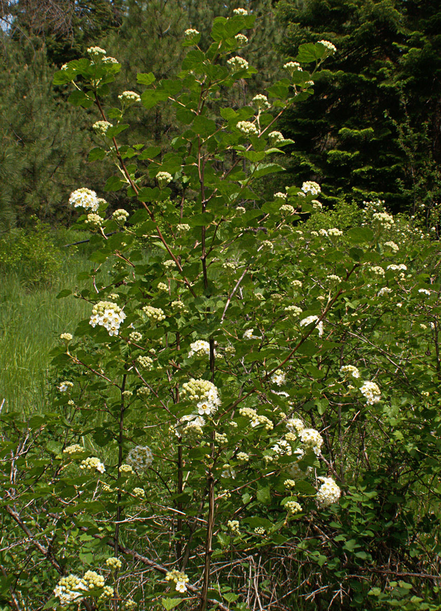 Physocarpus malvaceus