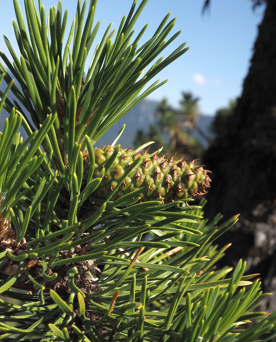 Pinus contorta var. latifolia