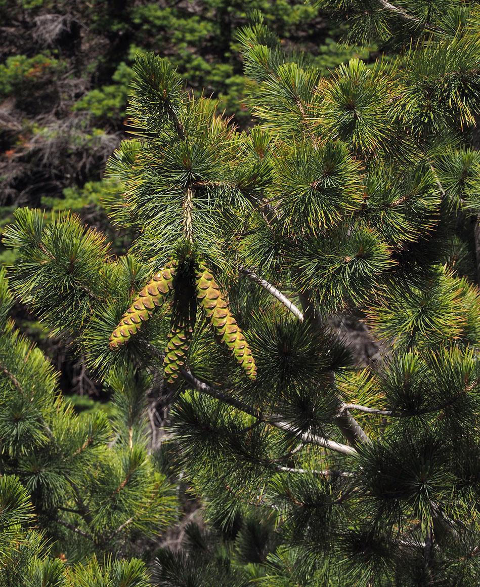 Pinus monticola