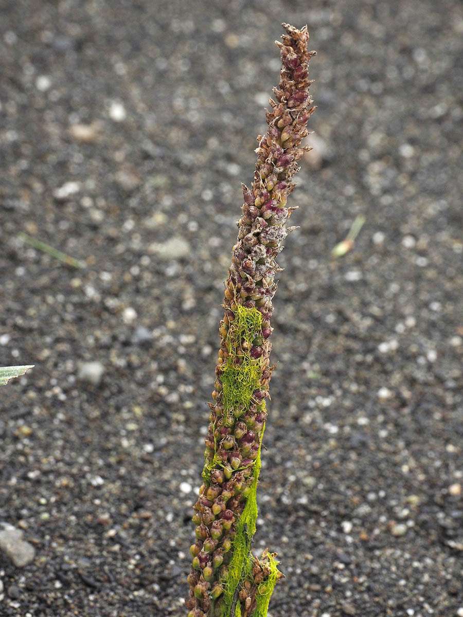 Plantago major (Common plantain) 