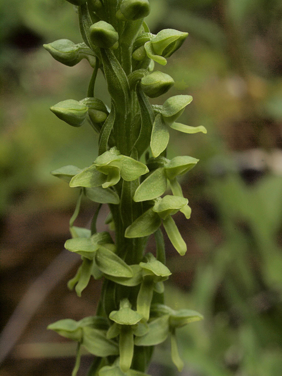 Platanthera stricta
