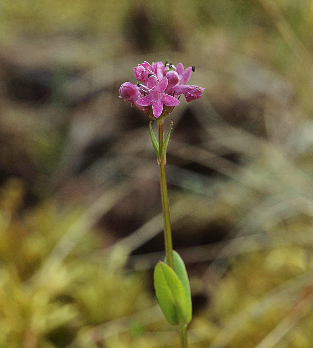 Plectritis congesta