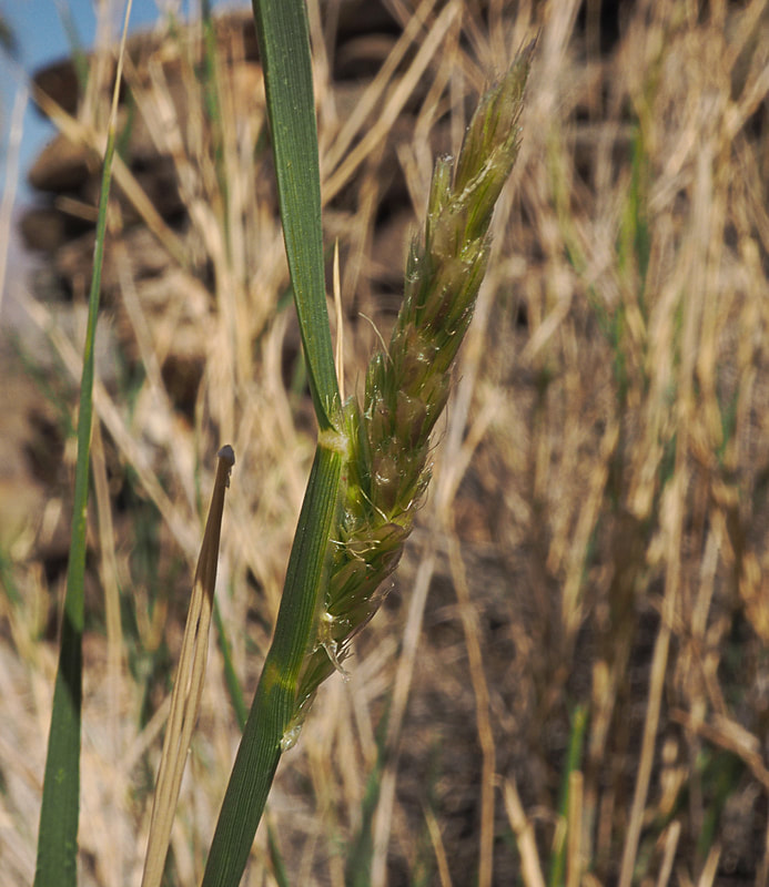 Pleuraphis rigida