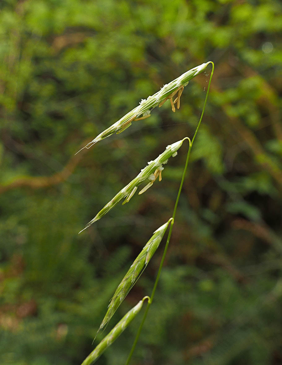 Pleuropogon refractus (Nodding false semiphore grass)