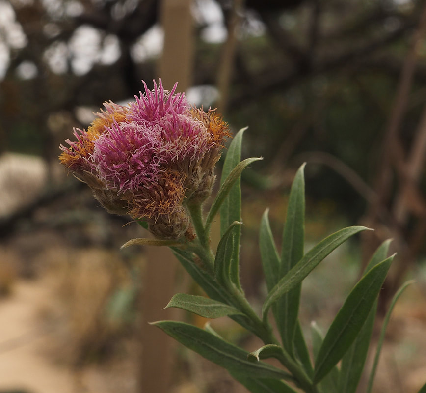 Pluchea sericea