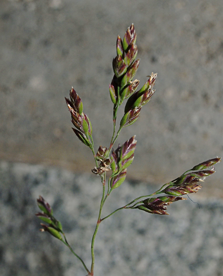 Poa arctica ssp. grayana