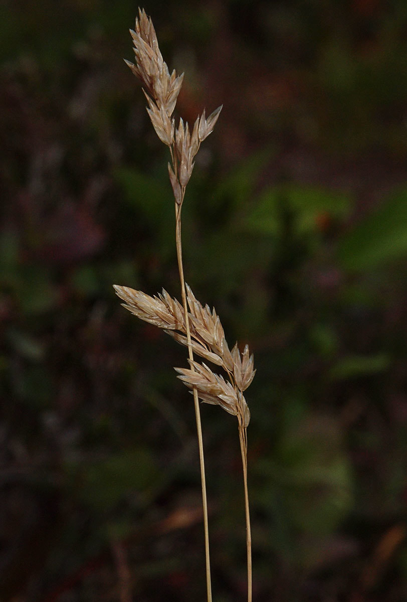 Poa cusickii ssp. epilis