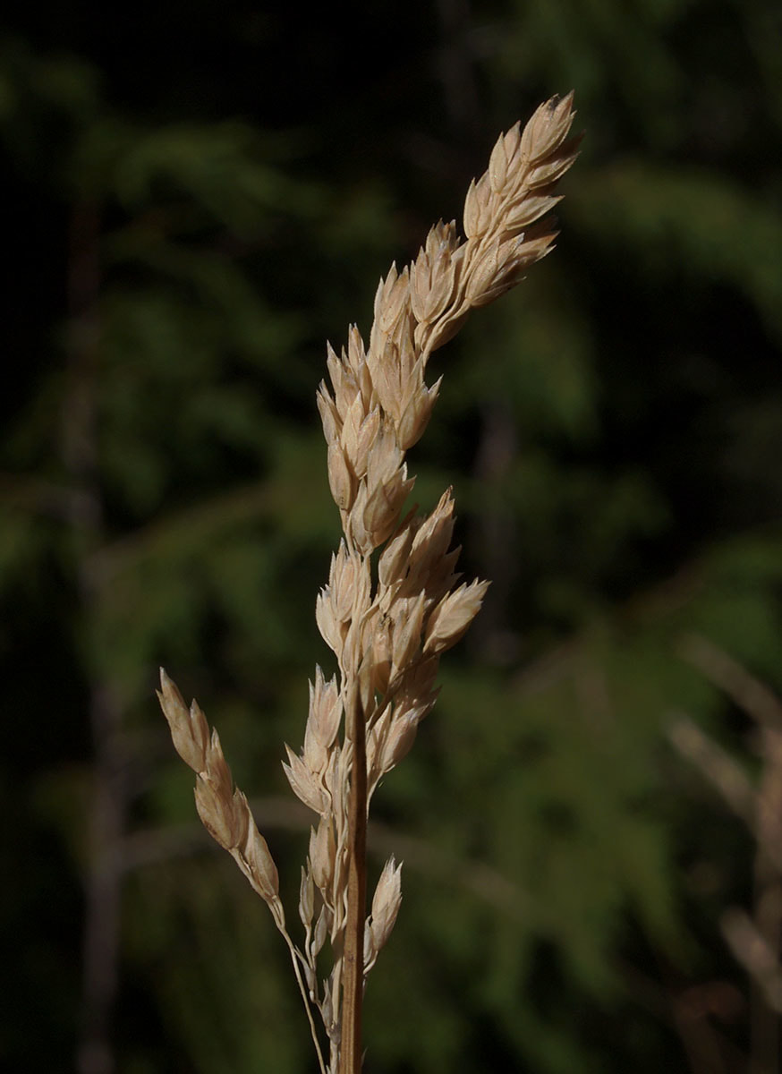 Poa cusickii ssp. purpurascens