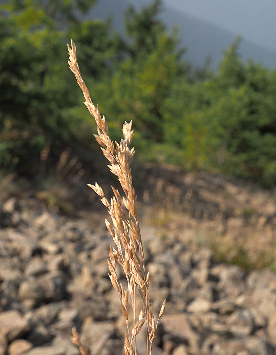 Poa glauca ssp. rupicola